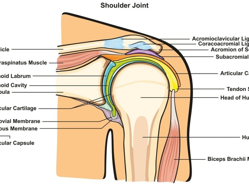 image of shoulder joint